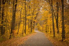 an empty road surrounded by trees with yellow leaves