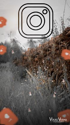 an instagram photo with orange flowers in the foreground and a field full of grass