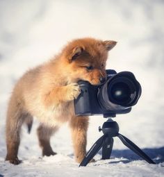 a small brown dog standing on top of a camera