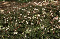 small white flowers are growing in the ground