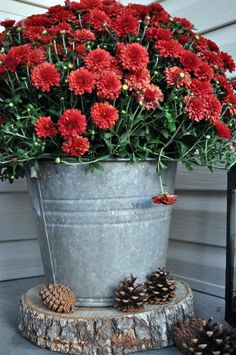 a bucket full of red flowers next to pine cones