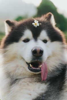 a close up of a dog with a flower on it's head and tongue