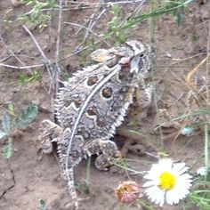 an animal that is laying down in the dirt