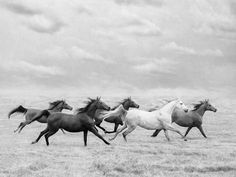 black and white photograph of four horses running in the field with cloudy sky behind them