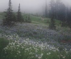 a field full of flowers and trees on a foggy day