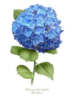 a blue hydrangea flower with green leaves on a white background is featured in this watercolor painting