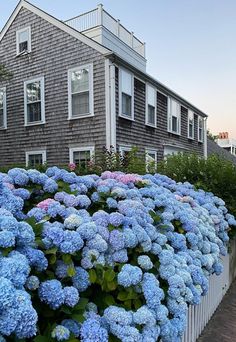 blue and pink flowers in front of a house