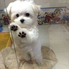 a small white dog standing on its hind legs in front of a glass display case