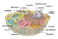 the structure of an animal cell