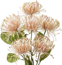 a bunch of flowers with green leaves in a vase on a white background, isolated