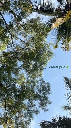 looking up at the tops of palm trees and blue sky with text that reads waves of green