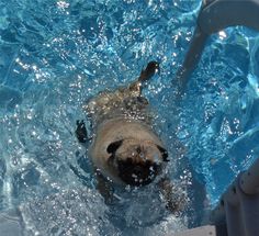 a pug swimming in a pool with clear blue water and no one around it