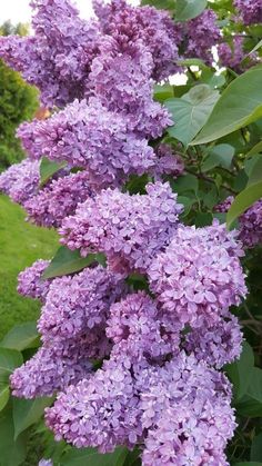 purple lilacs are blooming in the garden