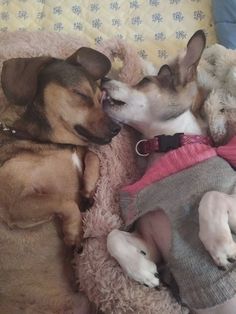 two small dogs are sleeping next to each other on a bed with blankets and teddy bears