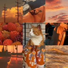 an orange and white cat sitting on top of a can of soda next to pictures of people