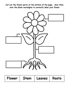 the parts of a flower worksheet