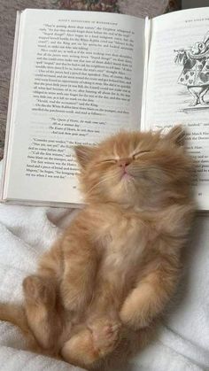 an orange kitten laying on top of a bed next to an open book with its eyes closed