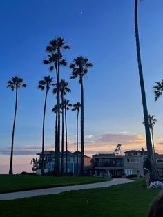 palm trees are silhouetted against the blue sky at sunset in front of a row of houses