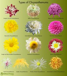 the different types of chrysanthemums are shown in this poster, which shows them