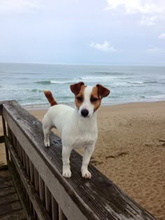 a brown and white dog standing on top of a wooden fence next to the ocean