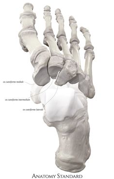 the bones of the hand and wrist