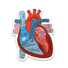 a sticker depicting the human heart with different types of blood vessels and words on it