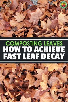 leaves with the words composting leaves how to achieve fast leaf decay