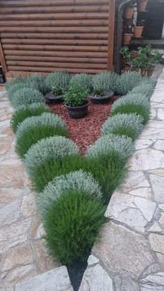 several potted plants are arranged in the shape of a heart on a stone path