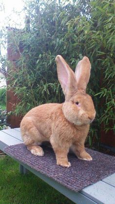 a stuffed rabbit sitting on top of a bench in front of some bushes and trees