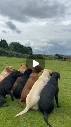 a group of dogs playing with each other on the grass in front of a field