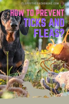 a dachshund sitting in the grass next to stuffed animals with text overlay how to prevent ticks and flea?