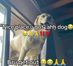 a dog standing on top of a window sill next to a sign that says nice place u got ahh dogg