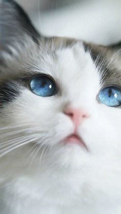 a close up of a cat with blue eyes