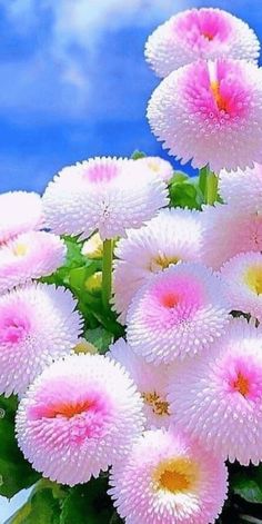 pink and white flowers are in a vase on the table with blue sky behind them