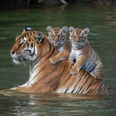 three tigers sitting on top of each other in the water, with their backs turned