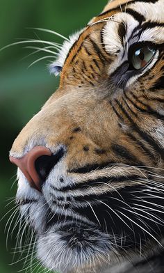 a close up view of a tiger's face