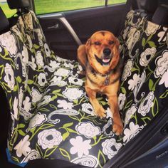 a dog sitting in the back seat of a car