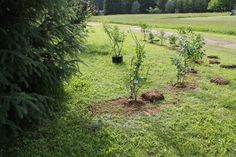 several trees planted in the middle of a grassy area with dirt and grass around them