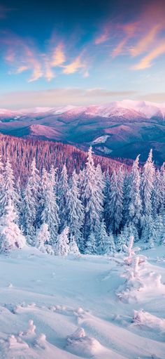 snow covered pine trees in the mountains under a colorful sky with clouds and blue skies