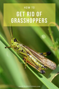 a grasshopper sitting on top of a green plant with the words how to get rid of grasshoppers