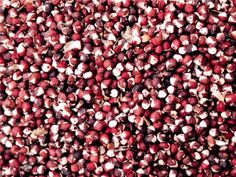 cranberry seeds are shown in this close up photo