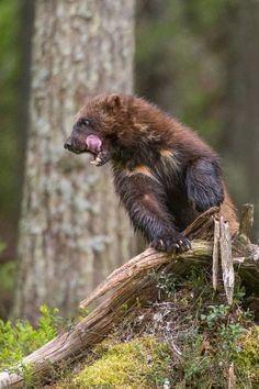 a brown bear sitting on top of a log in the woods