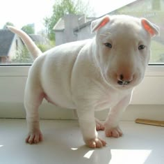 a small white dog standing in front of a window