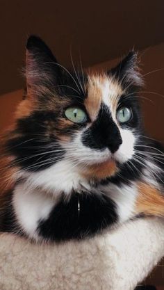 a calico cat with green eyes sitting on a scratching post looking at the camera