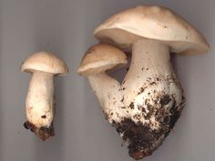 two mushrooms with dirt on them sitting in the middle of a wall next to each other