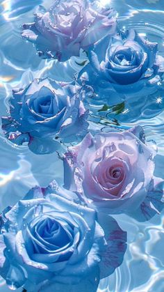 three blue roses floating in the water