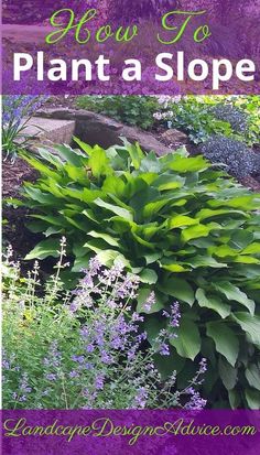 a garden with purple flowers and green plants in the foreground text reads how to plant a slope