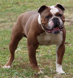 a brown and white dog standing on top of a grass covered field