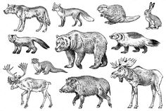 an image of wild animals in black and white ink art drawing, line drawing, animal drawings, pencil drawings, wildlife illustration, graphic design projects, illustrations, person, vintage books, book pages, bear, woodland