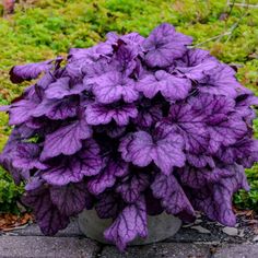 a purple plant in a pot on the ground